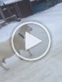 VID-20190102-WA0003