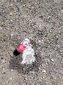IMG_20260709_153805